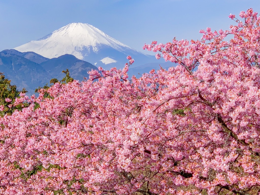今年も河津桜と富士山を満喫 フォロワーが１２万人増えるiphone写真 動画