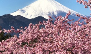 まつだ桜まつり