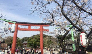 鶴岡八幡宮の桜