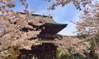 建長寺の桜