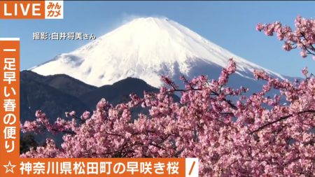 AbemaTV 富士山と河津桜