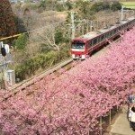三浦海岸の河津桜と京急