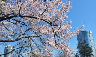 青山霊園で六本木ヒルズと桜
