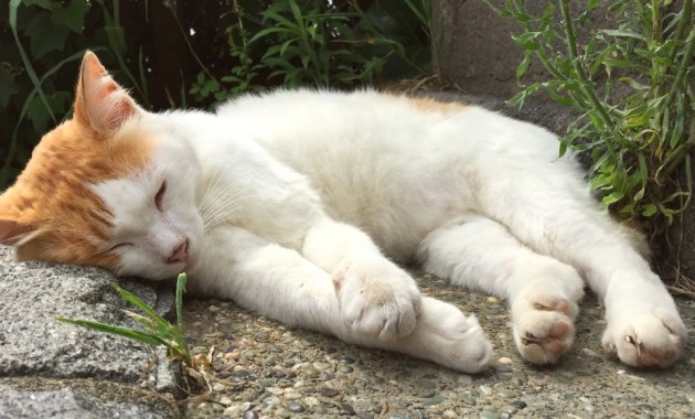 江ノ島の猫