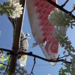 白旗神社の鯉のぼり