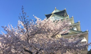 大阪城と満開の桜
