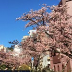 熱海の早咲き桜
