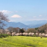 篠窪・蜂花苑の桜と富士山