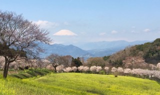 篠窪・蜂花苑の桜と富士山