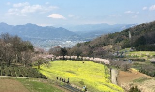 「蜂花苑」の桜と富士山