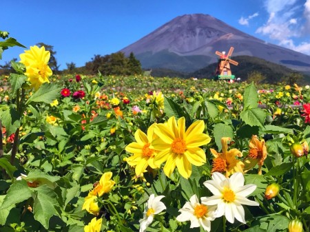 ぐりんぱでチューリップ ダリアと富士山 フォロワーが１２万人増えるiphone写真 動画