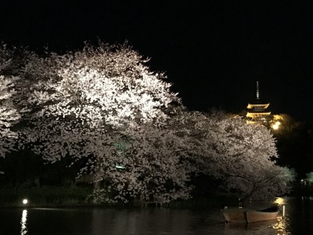 iPhoneで夜桜撮影