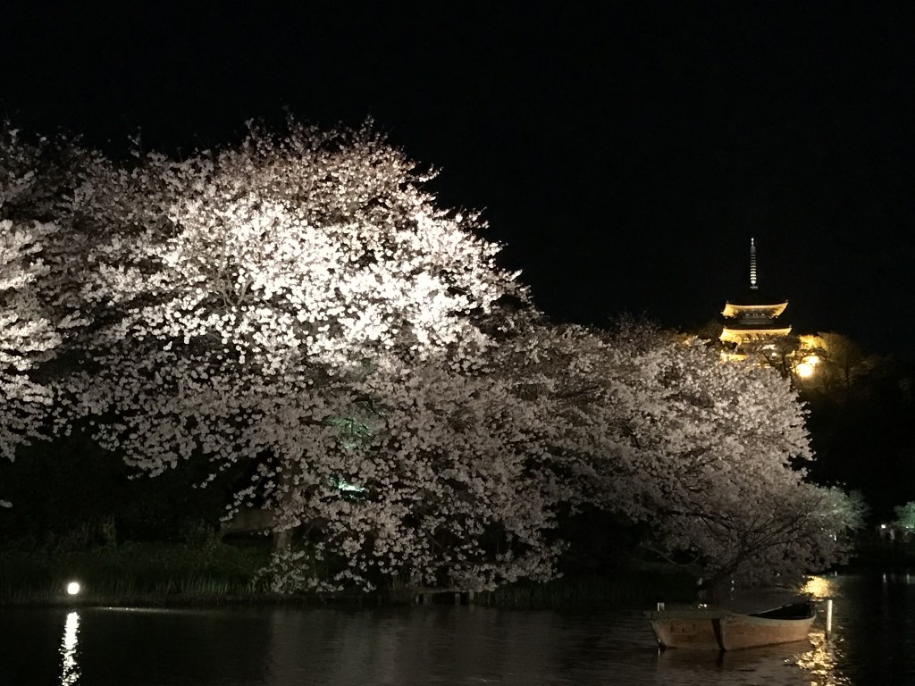 iPhoneで夜桜をきれいに撮れる方法をいろいろ試してみた 