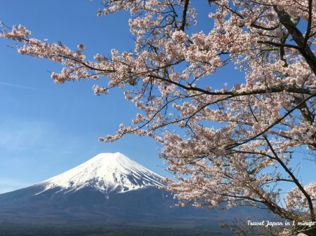 新倉山浅間公園から富士山と桜