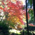 報国寺の紅葉と竹林