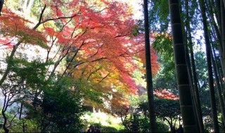 報国寺の竹林と紅葉