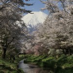 忍野八海の富士山と桜