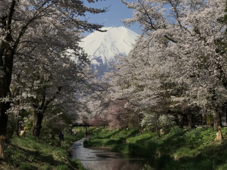 忍野八海の富士山と桜