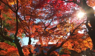 覚園寺の紅葉