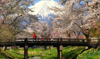 忍野八海の桜と富士山