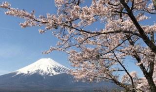 新倉山浅間公園で富士山と桜
