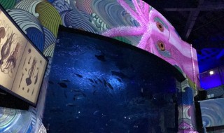 新江ノ島水族館ナイトワンダーアクアリウム2017