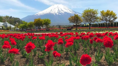 花の都公園のチューリップと富士山