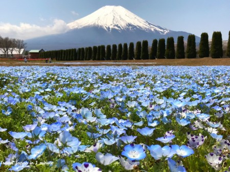花の都公園のネモフィラと富士山