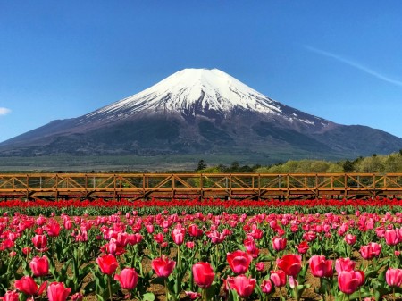 花の都公園のチューリップと富士山