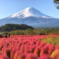 河口湖のコキア紅葉と富士山