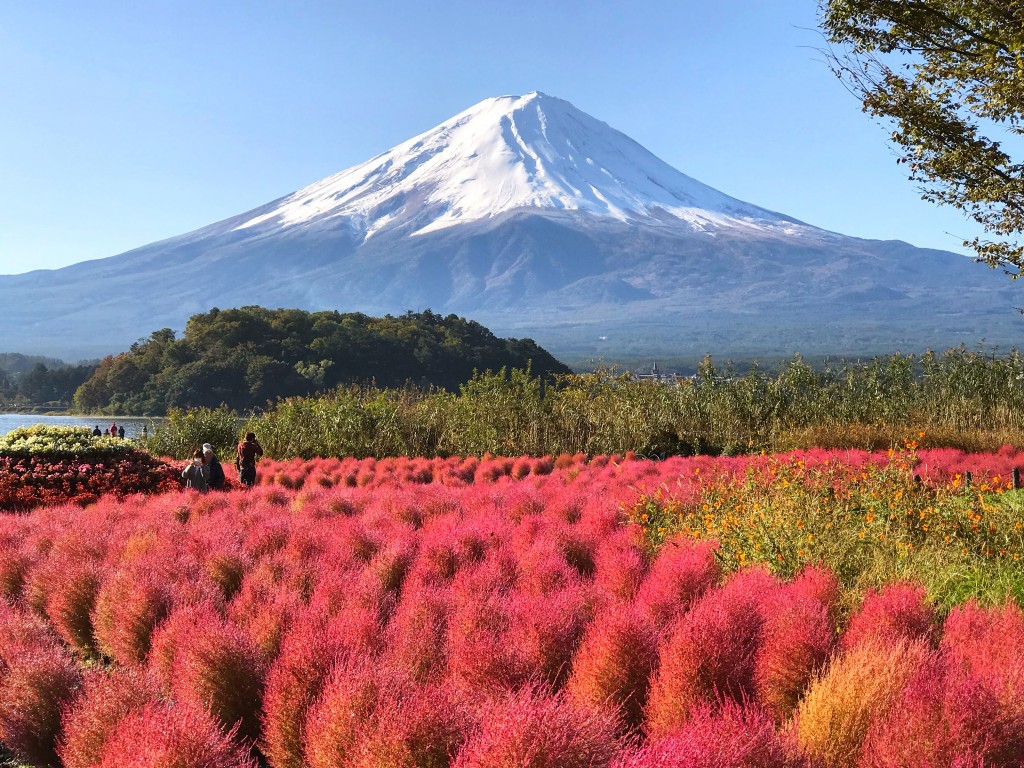 河口湖のコキア紅葉と富士山 フォロワーが１２万人増えるiphone写真 動画