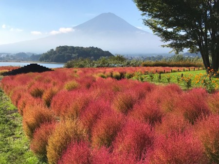 河口湖のコキアの紅葉と富士山