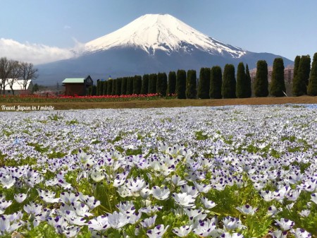 花の都公園のネモフィラと富士山