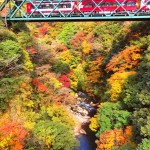 箱根早川橋梁の紅葉