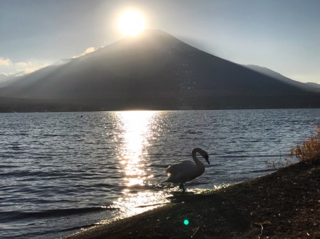 山中湖のダイヤモンド富士と白鳥