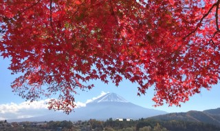 河口湖もみじトンネルの紅葉と富士山