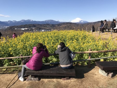 吾妻山公園の菜の花と富士山