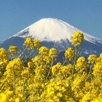 吾妻山公園の菜の花と富士山