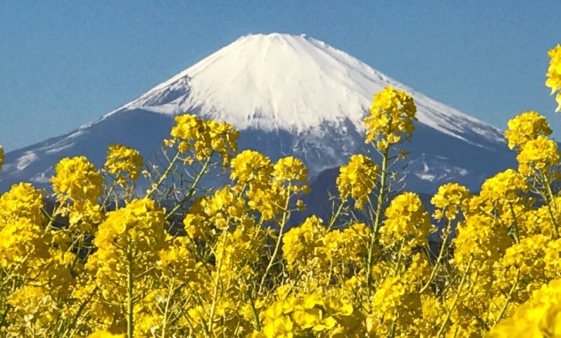 吾妻山公園の菜の花と富士山