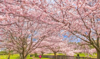 引地川親水公園の桜