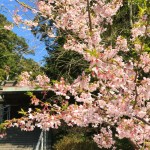 甘縄神明神社の玉縄桜