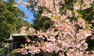 甘縄神明神社の玉縄桜