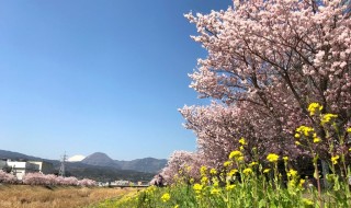 幸せ道の春めき桜と菜の花