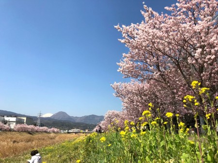 幸せ道の春めき桜と菜の花