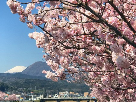 幸せ道の春めき桜と富士山