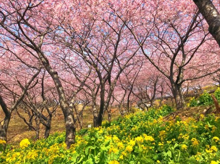 まつだ桜まつりで河津桜と菜の花