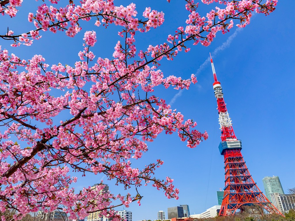 プリンス芝公園の河津桜と東京タワー フォロワーが１２万人増えるiphone写真 動画