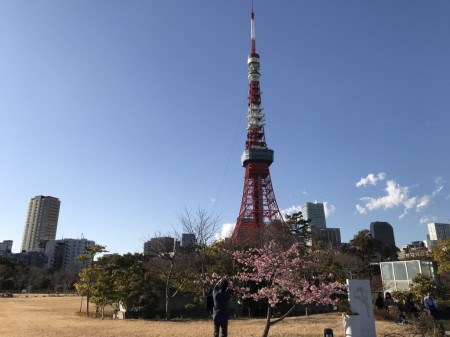 プリンス芝公園で河津桜と東京タワー