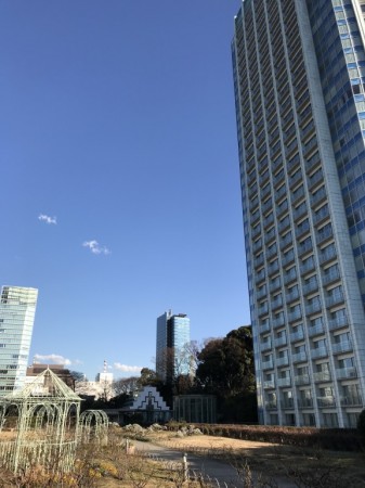 プリンス芝公園で河津桜と東京タワー