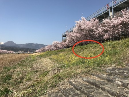 幸せ道の春めき桜と菜の花　撮影ポイント